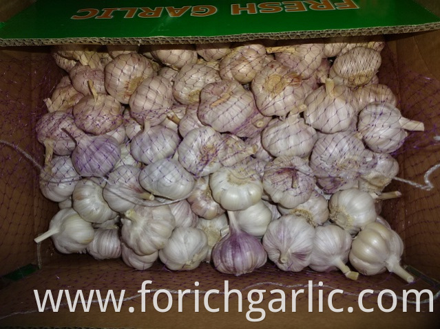 Different Sizes Normal Garlic 2019